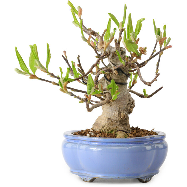 Magnolia stellata, 21 cm, ± 15 anni, con nebari di 11 cm