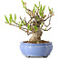 Magnolia stellata, 21 cm, ± 15 jaar oud, met een nebari van 11 cm