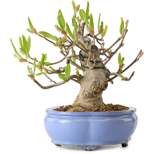 Magnolia stellata, 21 cm, ± 15 años, con un nebari de 11 cm.