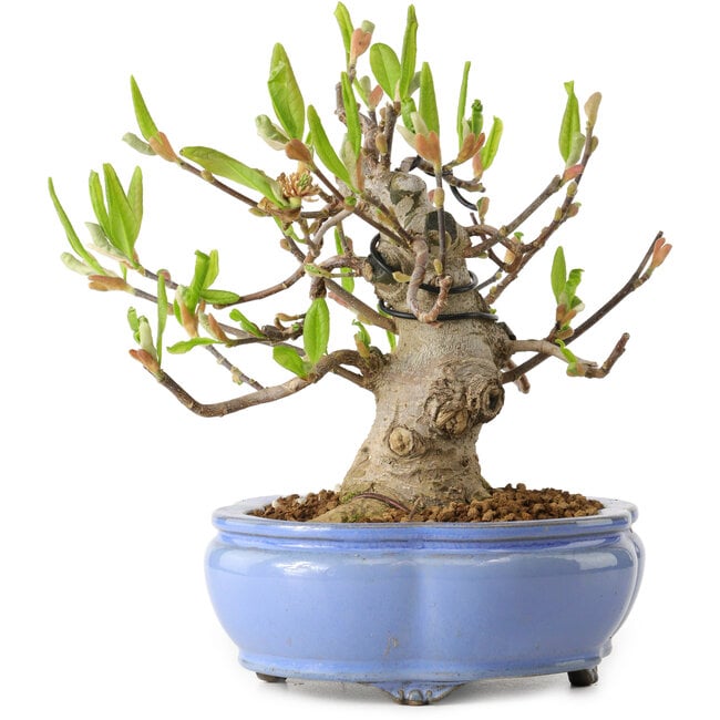 Magnolia stellata, 21 cm, ± 15 years old, with a nebari of 11 cm