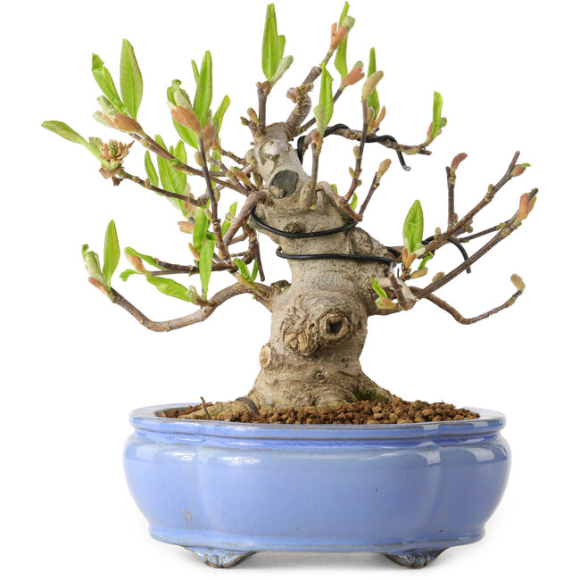 Sternmagnolie (Magnolia stellata), 21 cm, ca. 15 Jahre alt, mit einem Wurzelhals von 11 cm