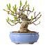 Magnolia stellata, 21 cm, ± 15 years old, with a nebari of 11 cm