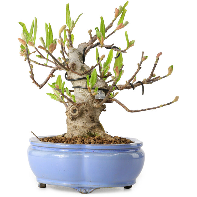 Magnolia stellata, 21 cm, ± 15 ans, avec un nebari de 11 cm