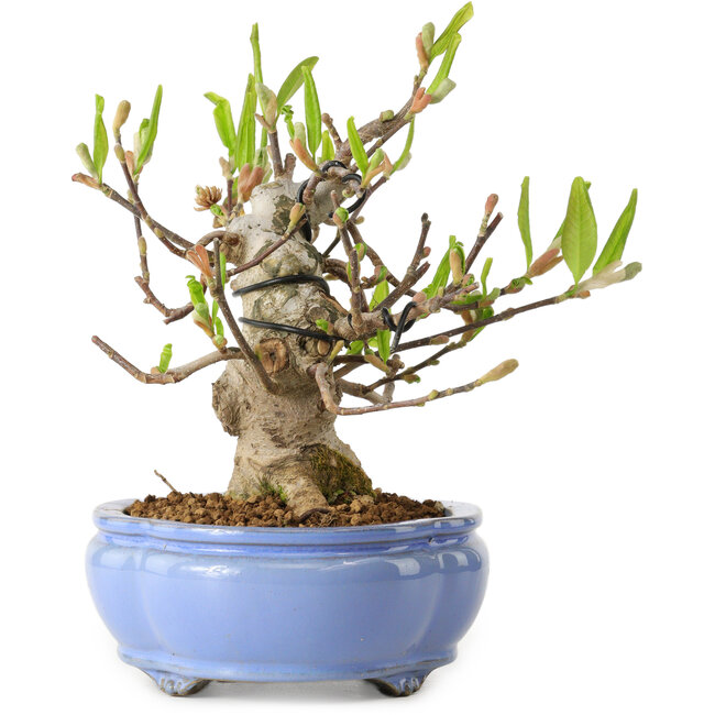 Magnolia stellata, 21 cm, ± 15 anni, con nebari di 11 cm