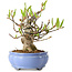 Magnolia stellata, 21 cm, ± 15 jaar oud, met een nebari van 11 cm