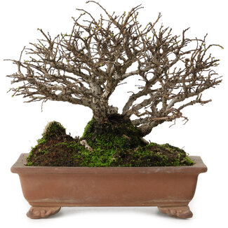 Ulmus parvifolia Nire, 15 cm, ± 15 jaar oud
