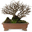 Ulmus parvifolia Nire, 15 cm, ± 15 years old, with a nebari of 6 cm