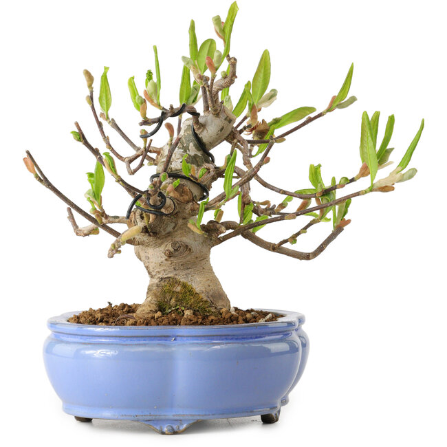 Magnolia stellata, 21 cm, ± 15 ans, avec un nebari de 11 cm