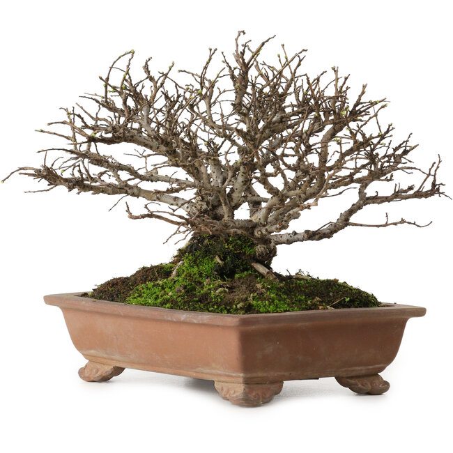 Ulmus parvifolia Nire, 15 cm, ± 15 anni, con nebari di 6 cm