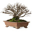 Ulmus parvifolia Nire, 15 cm, ± 15 jaar oud, met een nebari van 6 cm