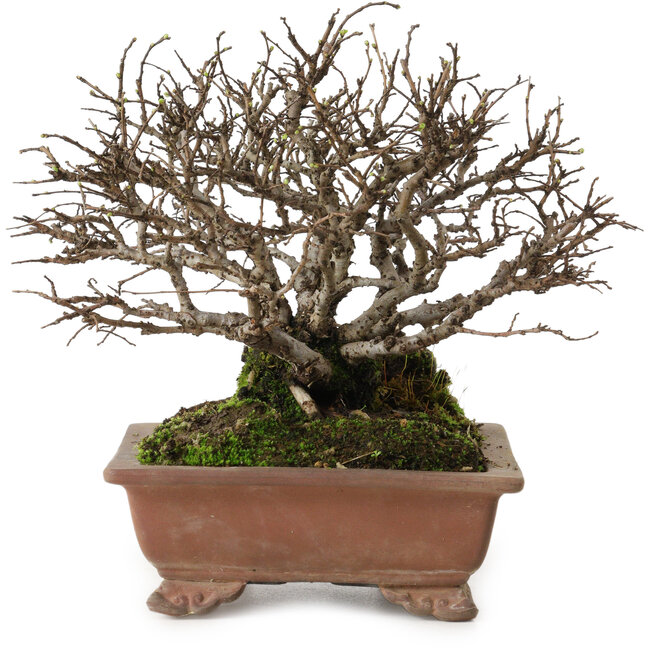 Ulmus parvifolia Nire, 15 cm, ± 15 Jahre alt, mit einer Nebari von 6 cm