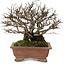 Ulmus parvifolia Nire, 15 cm, ± 15 jaar oud, met een nebari van 6 cm
