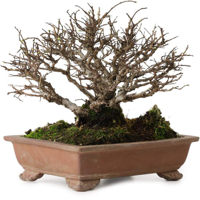 Ulmus parvifolia Nire, 15 cm, ± 15 Jahre alt, mit einer Nebari von 6 cm