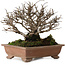 Ulmus parvifolia Nire, 15 cm, ± 15 jaar oud, met een nebari van 6 cm