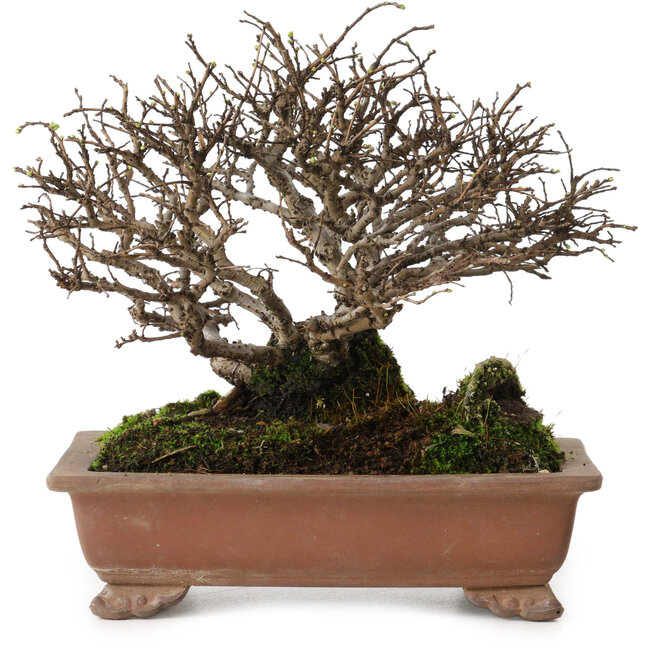 Ulmus parvifolia Nire, 15 cm, ± 15 años, con un nebari de 6 cm