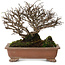Ulmus parvifolia Nire, 15 cm, ± 15 jaar oud, met een nebari van 6 cm