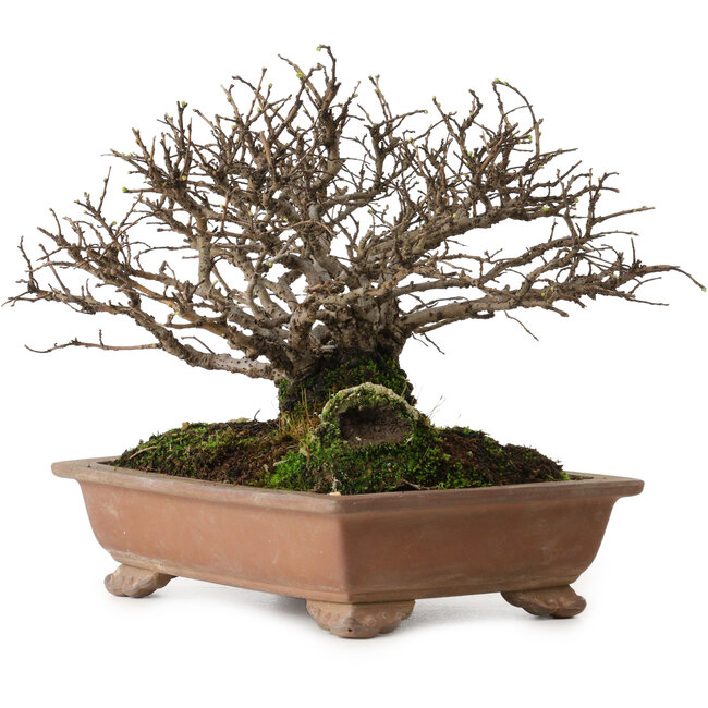 Ulmus parvifolia Nire, 15 cm, ± 15 jaar oud, met een nebari van 6 cm