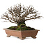 Ulmus parvifolia Nire, 15 cm, ± 15 jaar oud, met een nebari van 6 cm