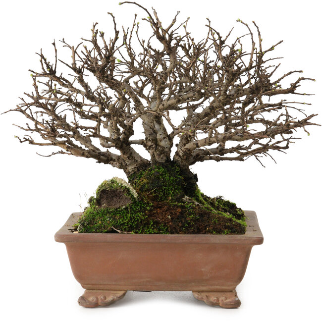 Ulmus parvifolia Nire, 15 cm, ± 15 anni, con nebari di 6 cm