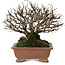 Ulmus parvifolia Nire, 15 cm, ± 15 years old, with a nebari of 6 cm
