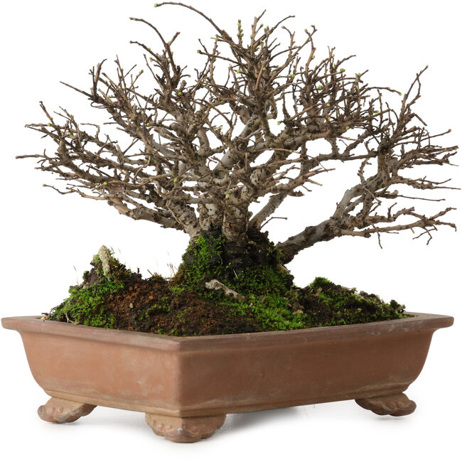Ulmus parvifolia Nire, 15 cm, ± 15 jaar oud, met een nebari van 6 cm