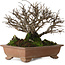Ulmus parvifolia Nire, 15 cm, ± 15 years old, with a nebari of 6 cm