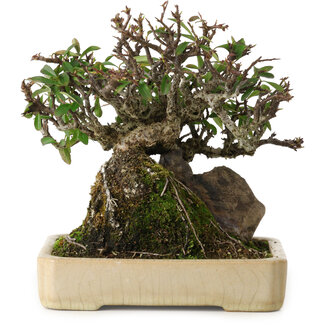 Feuerdorn, 19 cm, ca. 20 Jahre alt