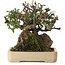 Pyracantha, 19 cm, ± 20 anni