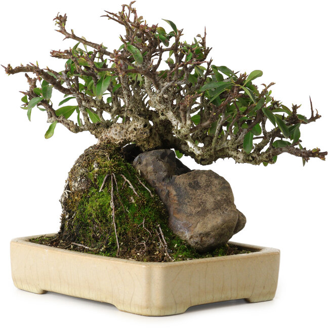 Pyracantha, 19 cm, ± 20 ans