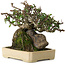 Pyracantha, 19 cm, ± 20 anni