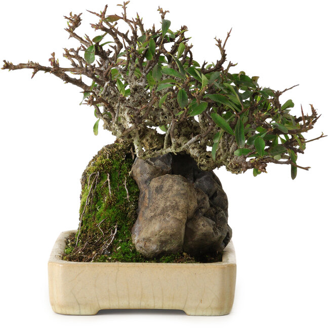 Pyracantha, 19 cm, ± 20 anni