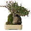 Pyracantha, 19 cm, ± 20 anni