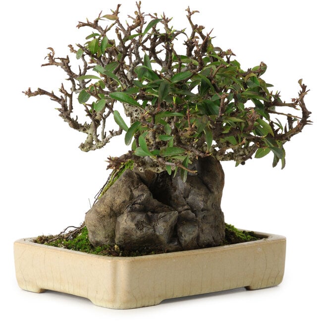 Pyracantha, 19 cm, ± 20 jaar oud