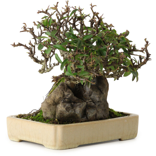 Pyracantha, 19 cm, ± 20 years old