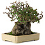 Pyracantha, 19 cm, ± 20 years old