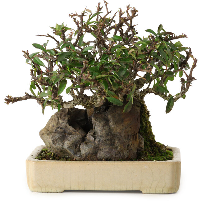 Pyracantha, 19 cm, ± 20 ans