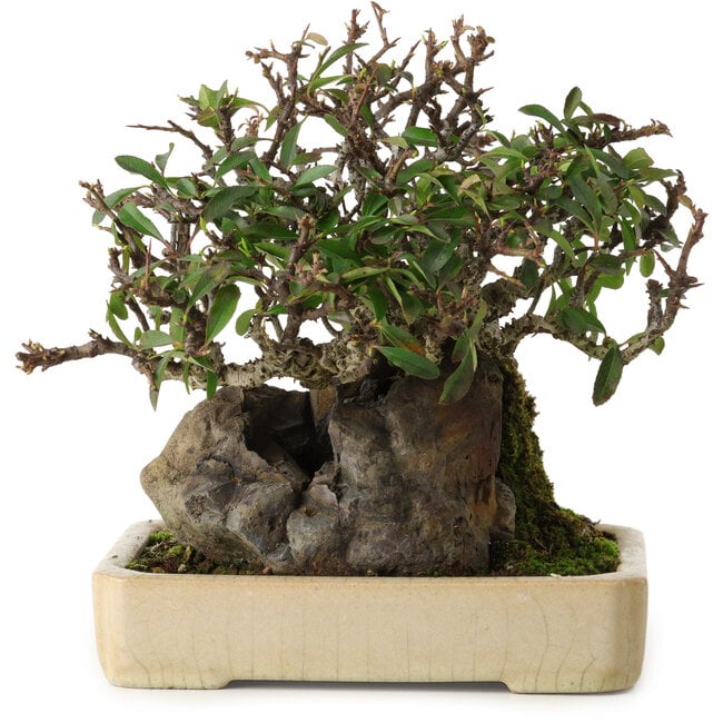 Pyracantha, 19 cm, ± 20 jaar oud