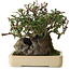 Pyracantha, 19 cm, ± 20 years old
