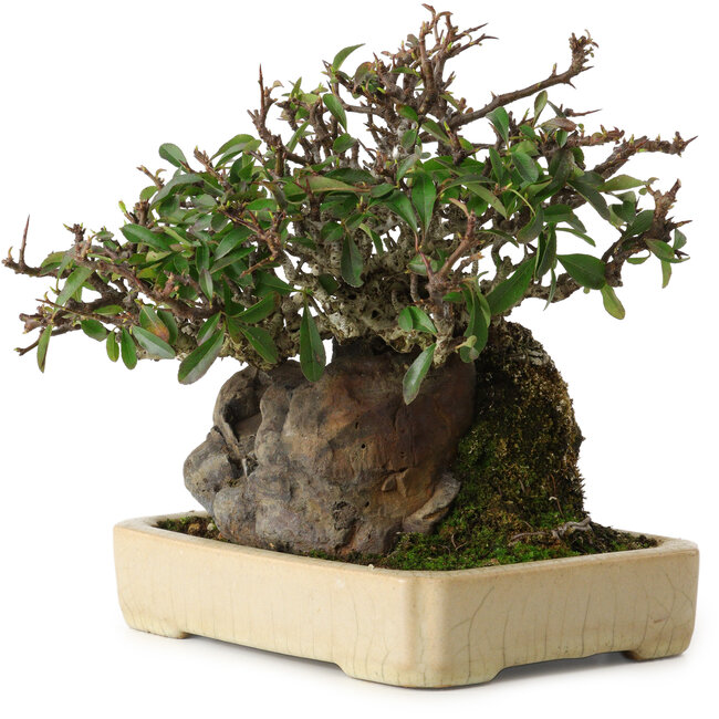 Pyracantha, 19 cm, ± 20 years old