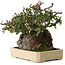 Pyracantha, 19 cm, ± 20 years old