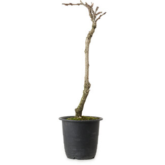 Wisteria sinensis, 30 cm, ± 15 jaar oud