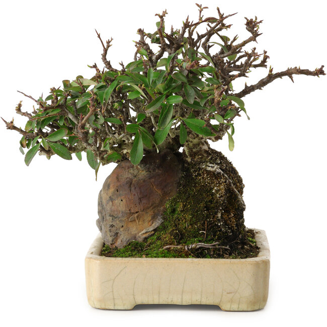 Pyracantha, 19 cm, ± 20 anni