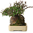 Pyracantha, 19 cm, ± 20 years old