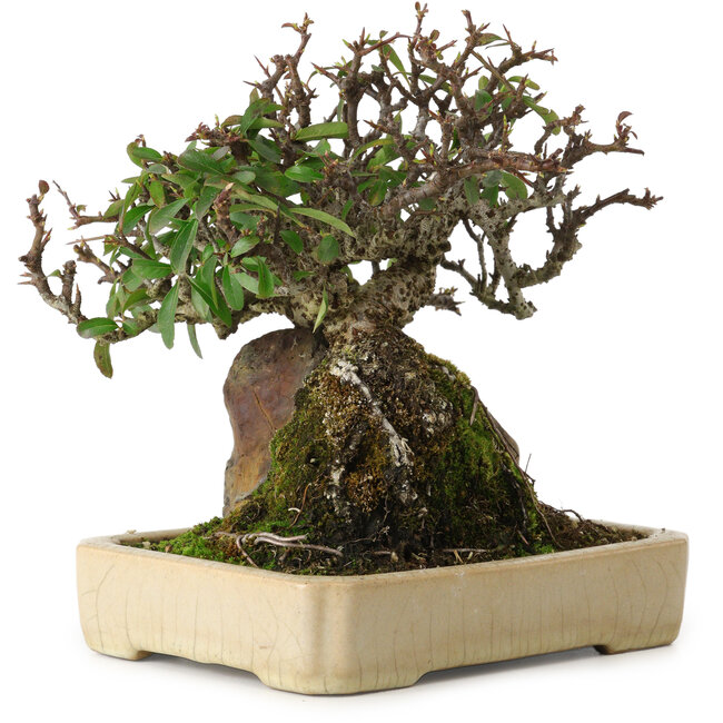 Pyracantha, 19 cm, ± 20 jaar oud