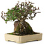 Pyracantha, 19 cm, ± 20 anni