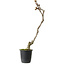 Wisteria sinensis, 30 cm, ± 15 jaar oud