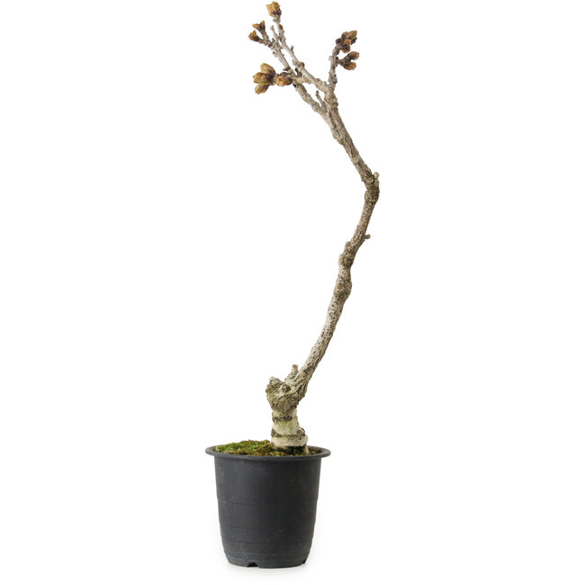 Wisteria sinensis, 30 cm, ± 15 jaar oud
