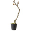 Wisteria sinensis, 30 cm, ± 15 years old