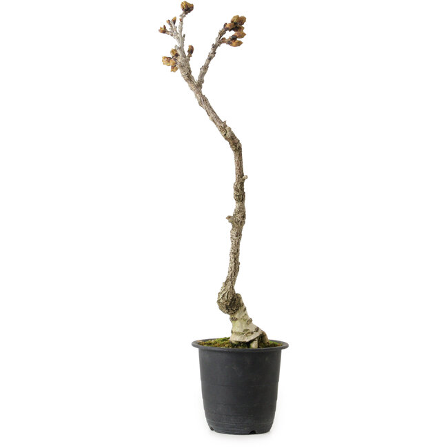 Wisteria sinensis, 30 cm, ± 15 jaar oud