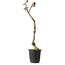 Wisteria sinensis, 30 cm, ± 15 años de edad